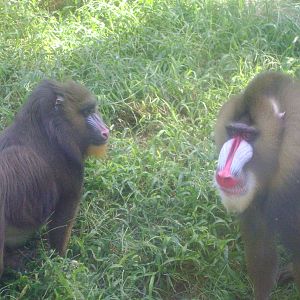 Mandrill