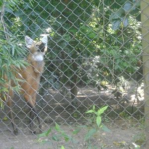Maned wolf