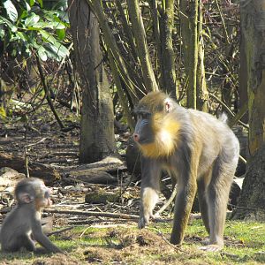 Mandrill & Young