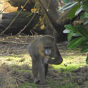 Mandrill