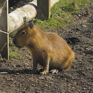 Young Capybara