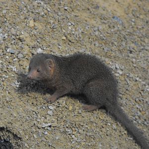 Dwarf Mongoose