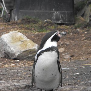 Humbolt Penguin