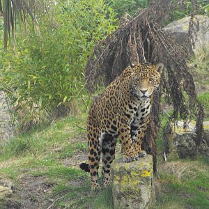 Jaguar