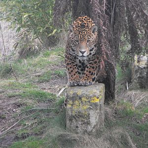 Jaguar