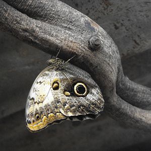 Owl Butterfly