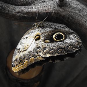 Owl Butterfly Closeup