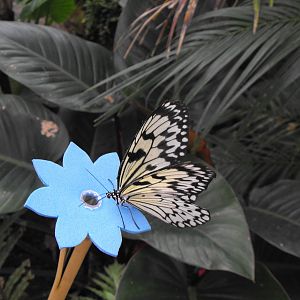 Wood Nymph Butterfly