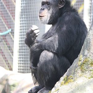 Pippin 14 March 2010