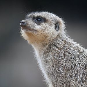 Meerkat - 14 March 2010