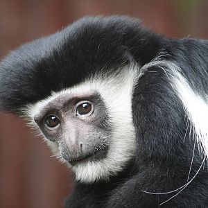 Lloyd colobus monkey - 14 March 2010