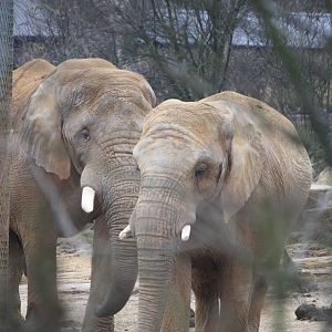 Tembo and Zola - 14 March 2010