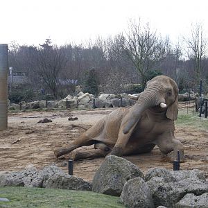 Tembo - 14 March 2010