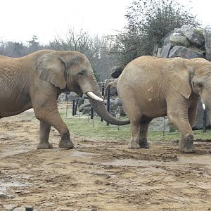 Tembo and Zola - 14 March 2010