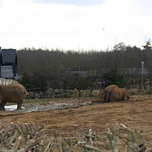 Tembo and Zola - 14 March 2010