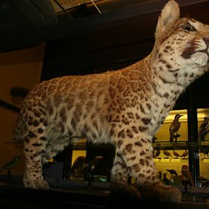 Leopard x Puma hybrid; Tring Zoological Museum; 21st March 2010
