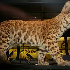 Leopard x Puma hybrid; Tring Zoological Museum; 21st March 2010