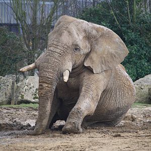 Tembo - 14 March 2010