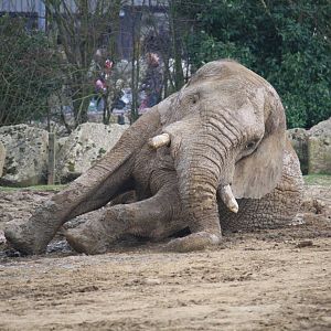 Tembo - 14 March 2010