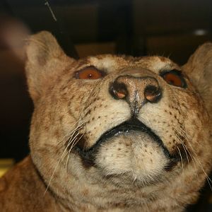 Lion x Jaguar hybrid; Tring Zoological Museum; 21st March 2010