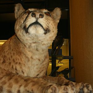 Lion x Jaguar hybrid; Tring Zoological Museum; 21st March 2010