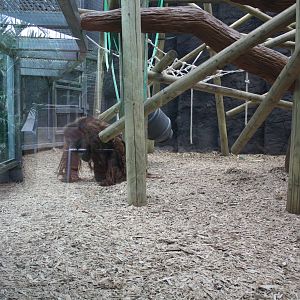 Inside Orangutan Forest - 16 Feb 2010