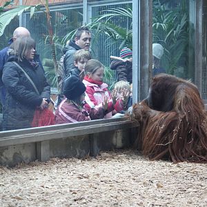 Rajang and his adoring public - 16 Feb 2010