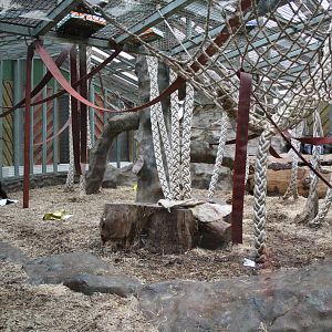 Main chimp area - 16 Feb 2010