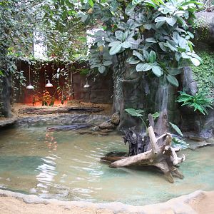 Slender snouted crocodile enclosure - 16 Feb 2010