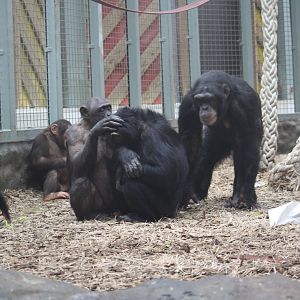 Chimp grooming - 16 Feb 2010