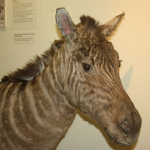 Quagga; Tring Zoological Museum; 21st March 2010
