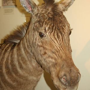 Quagga; Tring Zoological Museum; 21st March 2010
