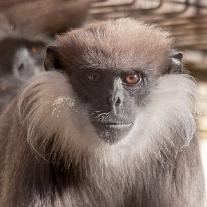 Purple-faced Langur