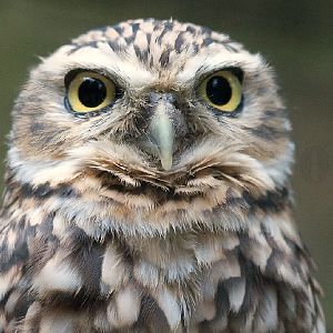 Burrowing Owl