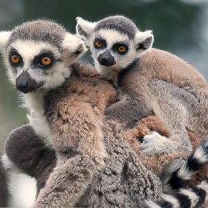 Ring Tailed Lemur