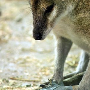 Dog hunted wallabys at munich