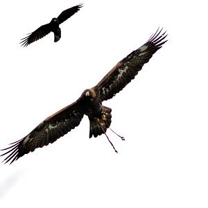 Birds of prey show at munich