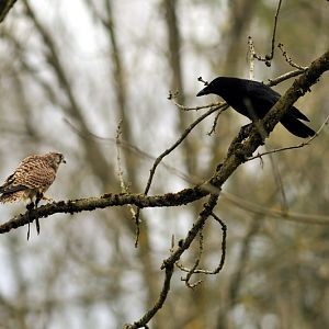 Birds of prey show at munich