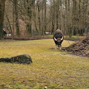 The last Gaur at munich