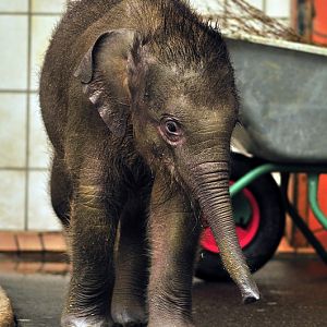 Baby elephant at munich