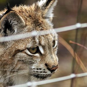 Young lynx at munich