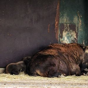 Baby-takin at munich