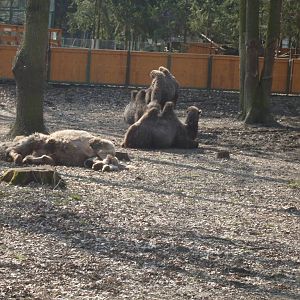 Bactrian camels