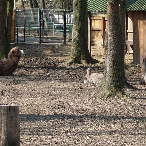 Bactrian camels