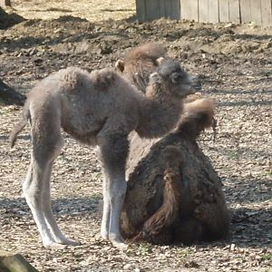 Bactrian camels