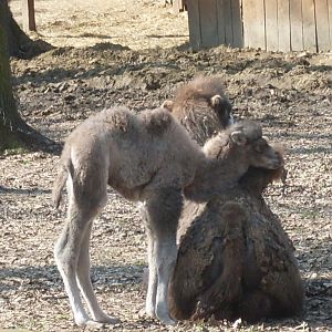 Bactrian camels