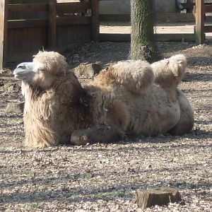 Bactrian camels