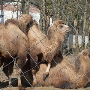 Young bactrian camels