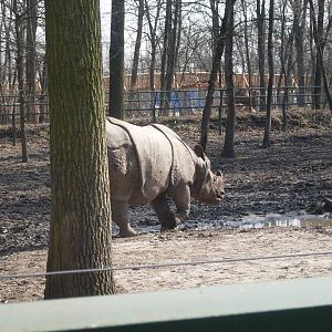 One-horned rhinoceros
