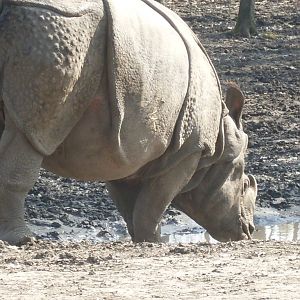 One-horned rhinoceros